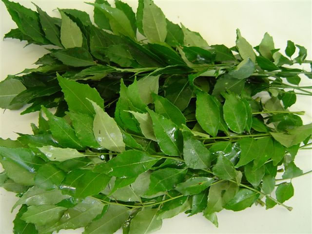 kari patta-curry-leaves